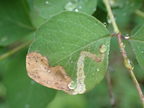Aulagromyza cornigera photo 3