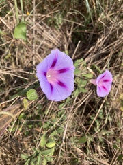 Ipomoea purpurea