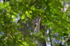 Dendrocopos major