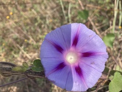 Ipomoea purpurea