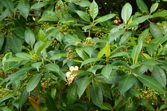 Fagraea fragrans