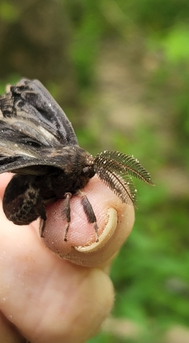 Promethea Silkmoth photo 3