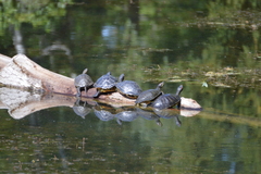 Trachemys scripta elegans