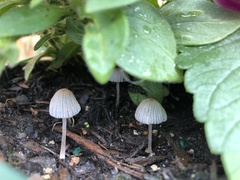 Coprinellus curtoides
