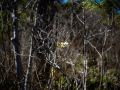 Amelanchier × intermedia