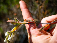 Amelanchier × intermedia