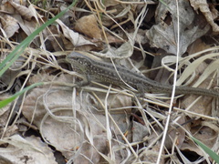Lacerta agilis
