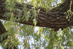 Sturnus vulgaris