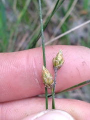 Eleocharis tuberculosa