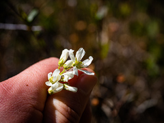 Amelanchier × intermedia