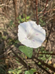 Ipomoea purpurea