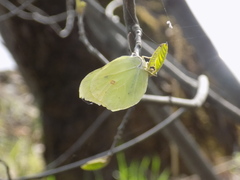 Gonepteryx rhamni