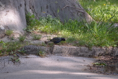 Sturnus vulgaris