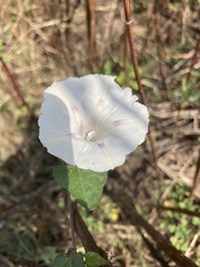 Ipomoea purpurea