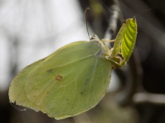 Gonepteryx rhamni