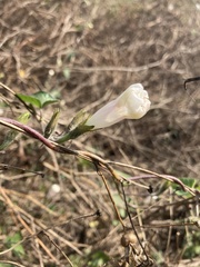 Ipomoea purpurea
