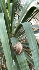 Helix lucorum