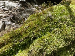 Amblystegium