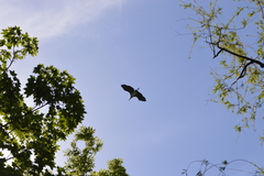 Ardea cinerea