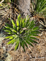 Yucca carnerosana