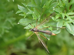 Ptychoptera albimana