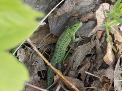 Lacerta agilis