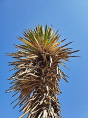 Yucca carnerosana