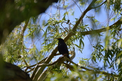 Sturnus vulgaris