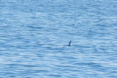 Tursiops truncatus ponticus