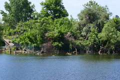 Ardea cinerea
