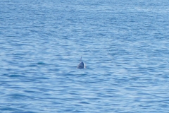 Tursiops truncatus ponticus