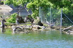 Ardea cinerea