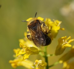 Andrena lagopus