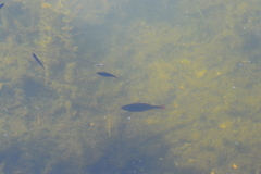 Scardinius erythrophthalmus
