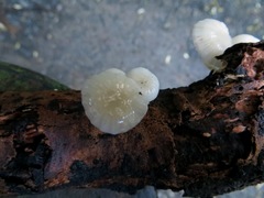 Roridomyces