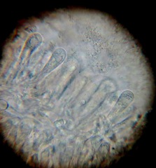 Roridomyces
