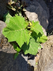 Solanum myriacanthum