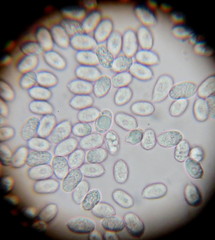 Roridomyces