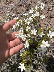 Leptosiphon floribundus
