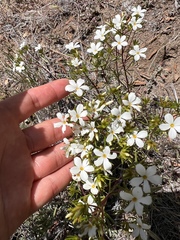 Leptosiphon floribundus
