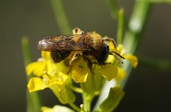 Andrena lagopus