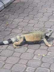 Iguana iguana