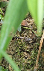 Goryphus basilaris