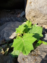 Solanum myriacanthum