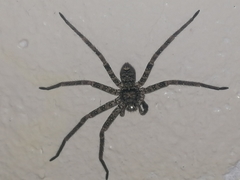 Heteropoda variegata