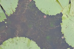 Utricularia stellaris