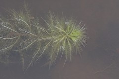 Utricularia stellaris