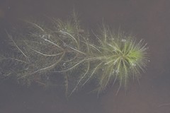 Utricularia stellaris