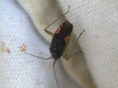 Closterotomus trivialis