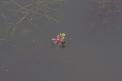 Utricularia stellaris